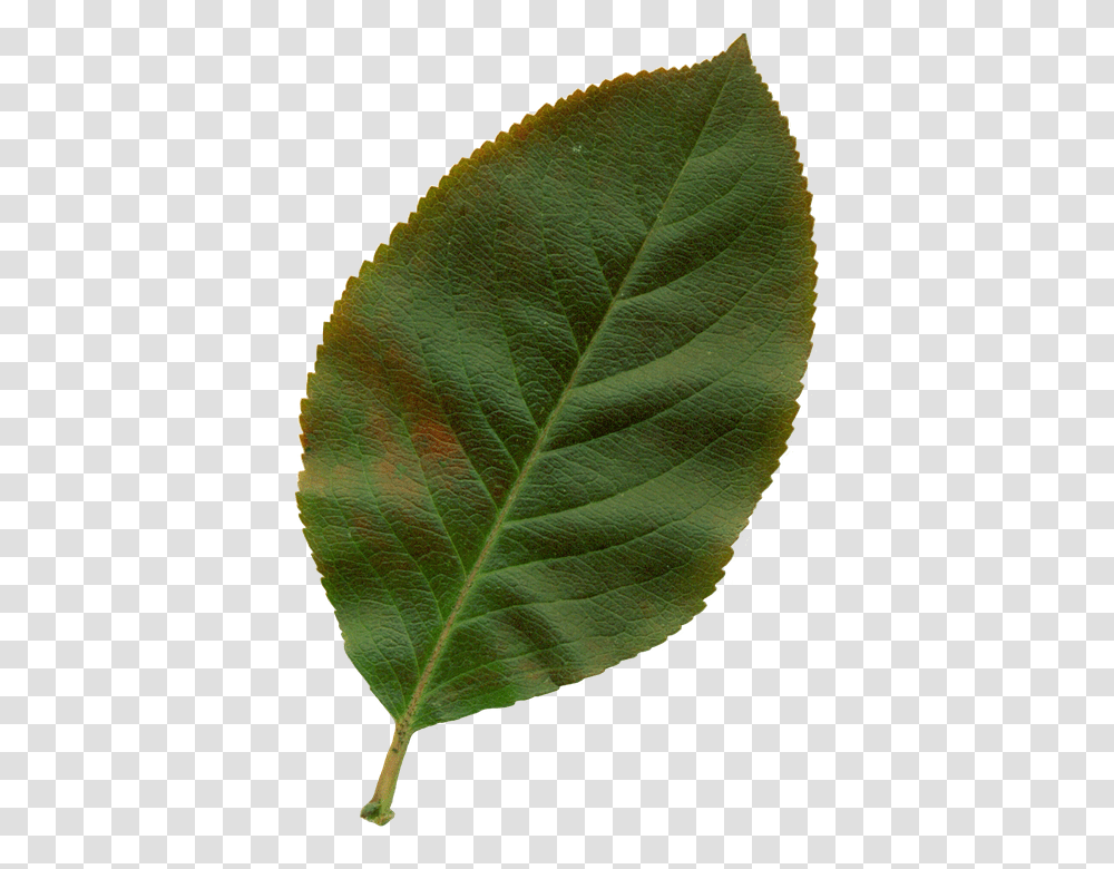 Sheet 960, Nature, Leaf, Plant, Veins Transparent Png