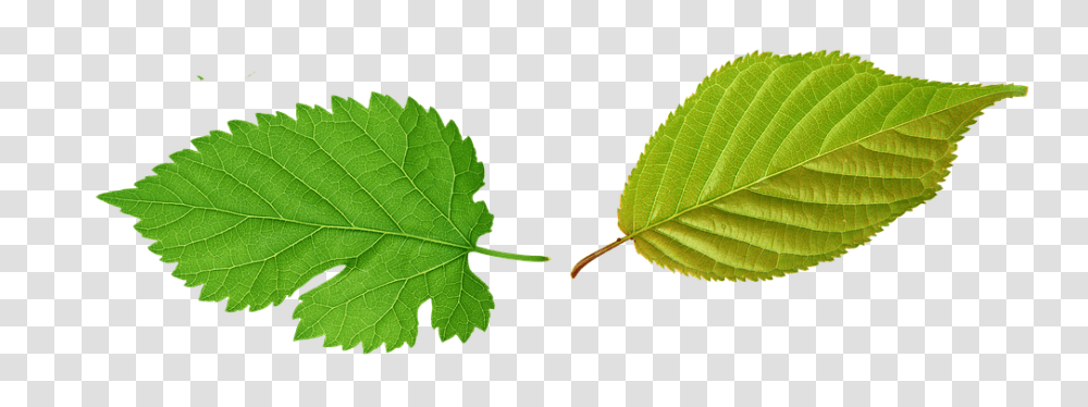 Sheet Nature, Leaf, Plant, Veins Transparent Png