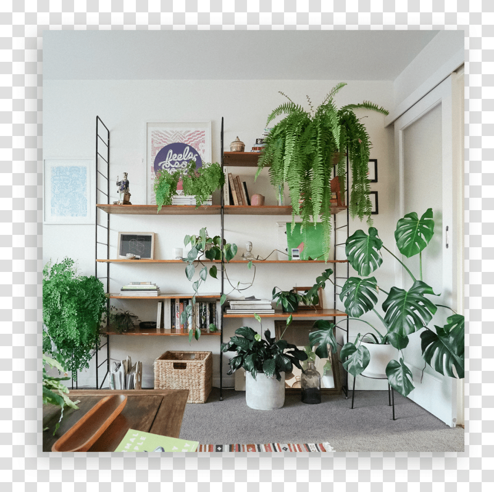 Shelf, Furniture, Plant, Interior Design, Indoors Transparent Png