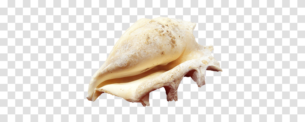 Shell Holiday, Animal, Conch, Seashell Transparent Png