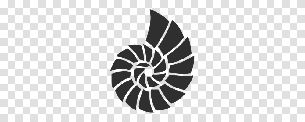 Shell Holiday, Spiral, Coil Transparent Png