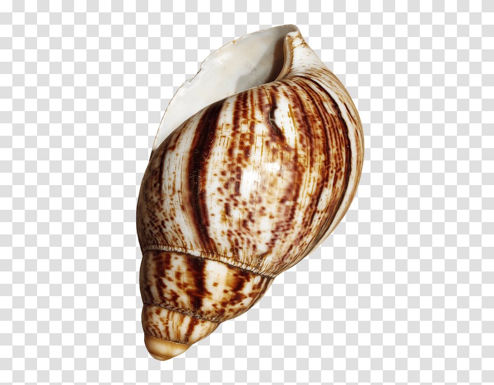 Shell 960, Nature, Conch, Seashell, Invertebrate Transparent Png