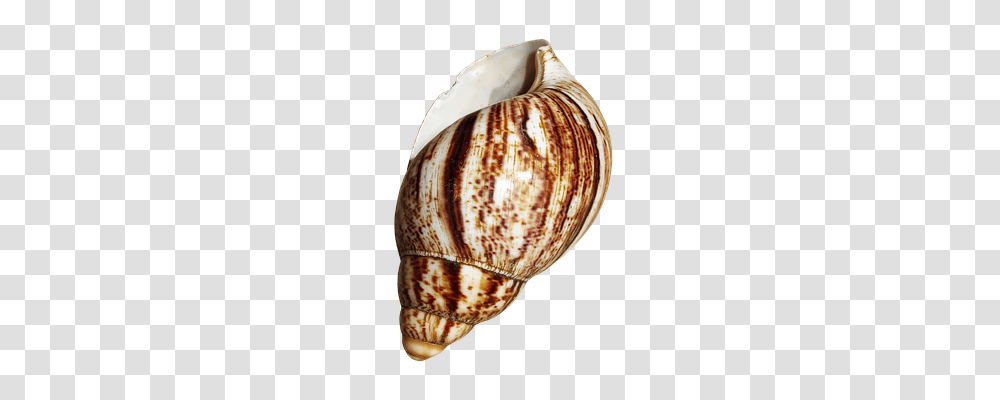 Shell Nature, Sea Life, Animal, Invertebrate Transparent Png