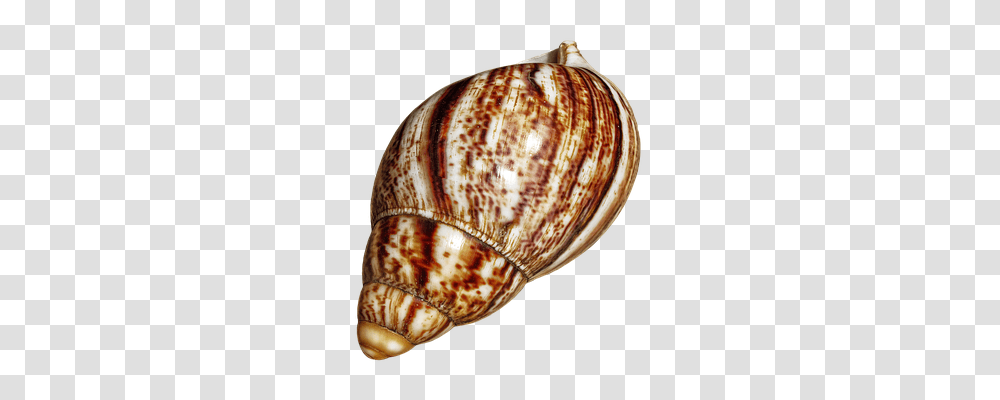 Shell Nature, Invertebrate, Animal, Sea Life Transparent Png