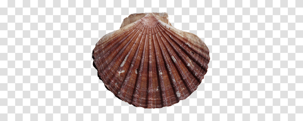 Shell Nature, Sea Life, Animal, Clam Transparent Png