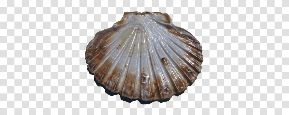 Shell Nature, Clam, Seashell, Invertebrate Transparent Png