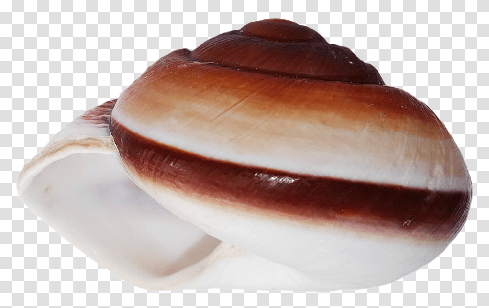 Shell, Animal, Invertebrate, Sea Life, Clam Transparent Png