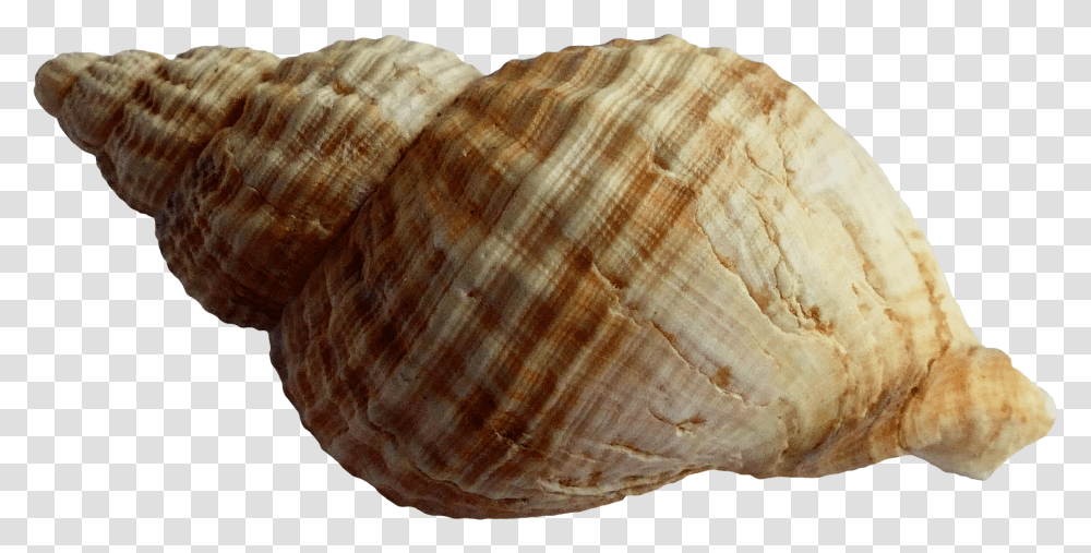 Shell Background Picture Seashell, Conch, Invertebrate, Sea Life, Animal Transparent Png