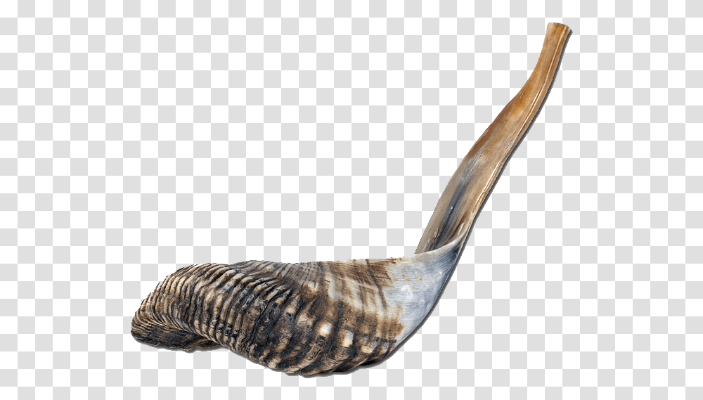 Shell, Bird, Animal, Snake, Reptile Transparent Png