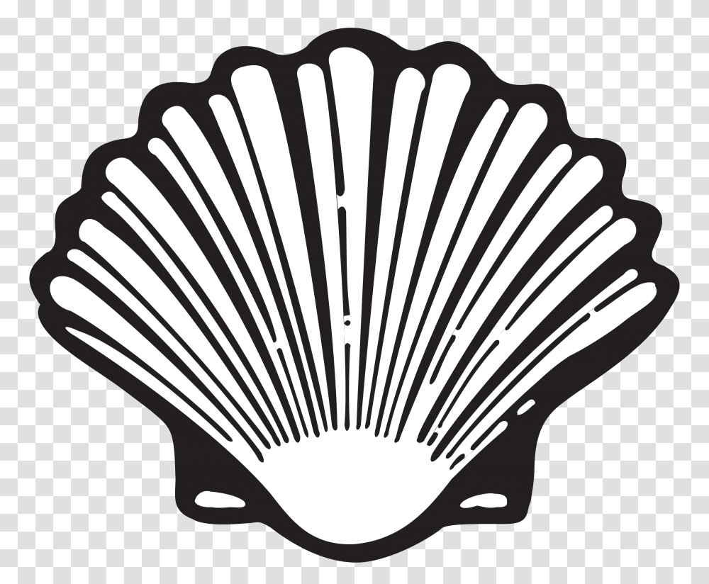 Shell, Clam, Seashell, Invertebrate, Sea Life Transparent Png