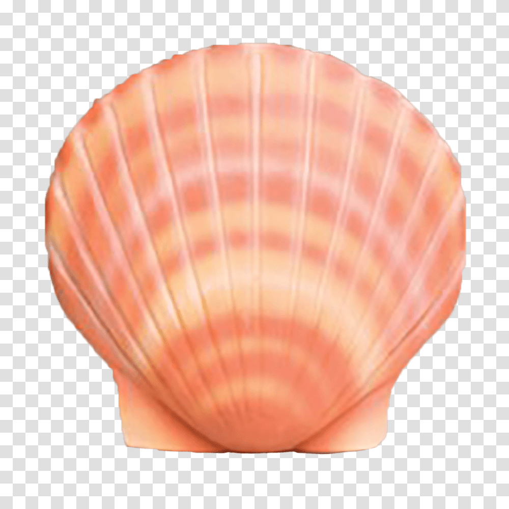 Shell, Clam, Seashell, Invertebrate, Sea Life Transparent Png
