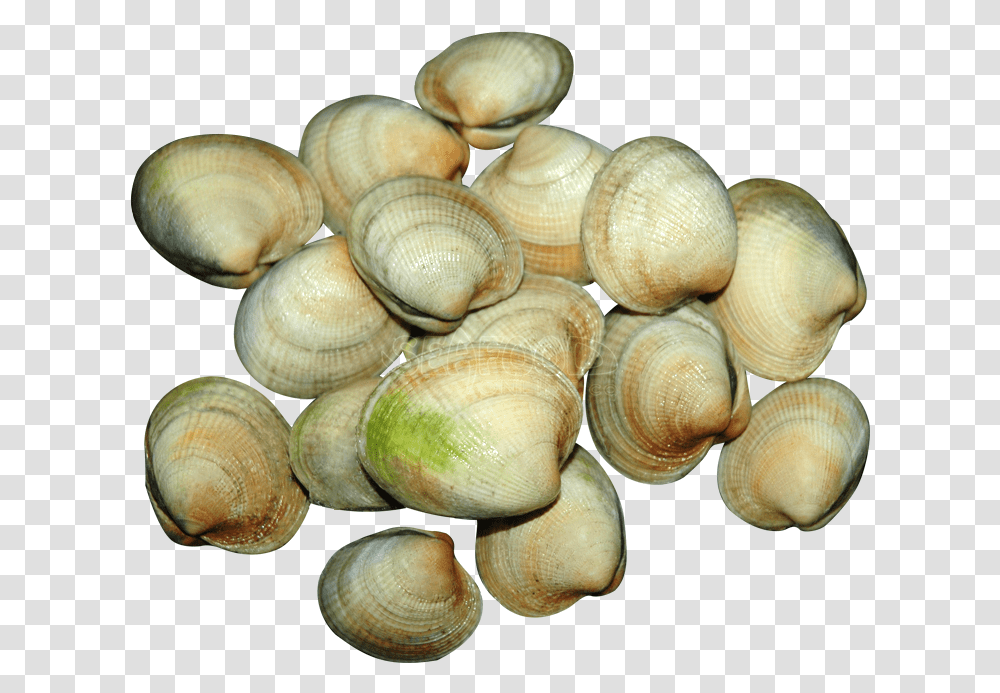 Shell, Clam, Seashell, Invertebrate, Sea Life Transparent Png