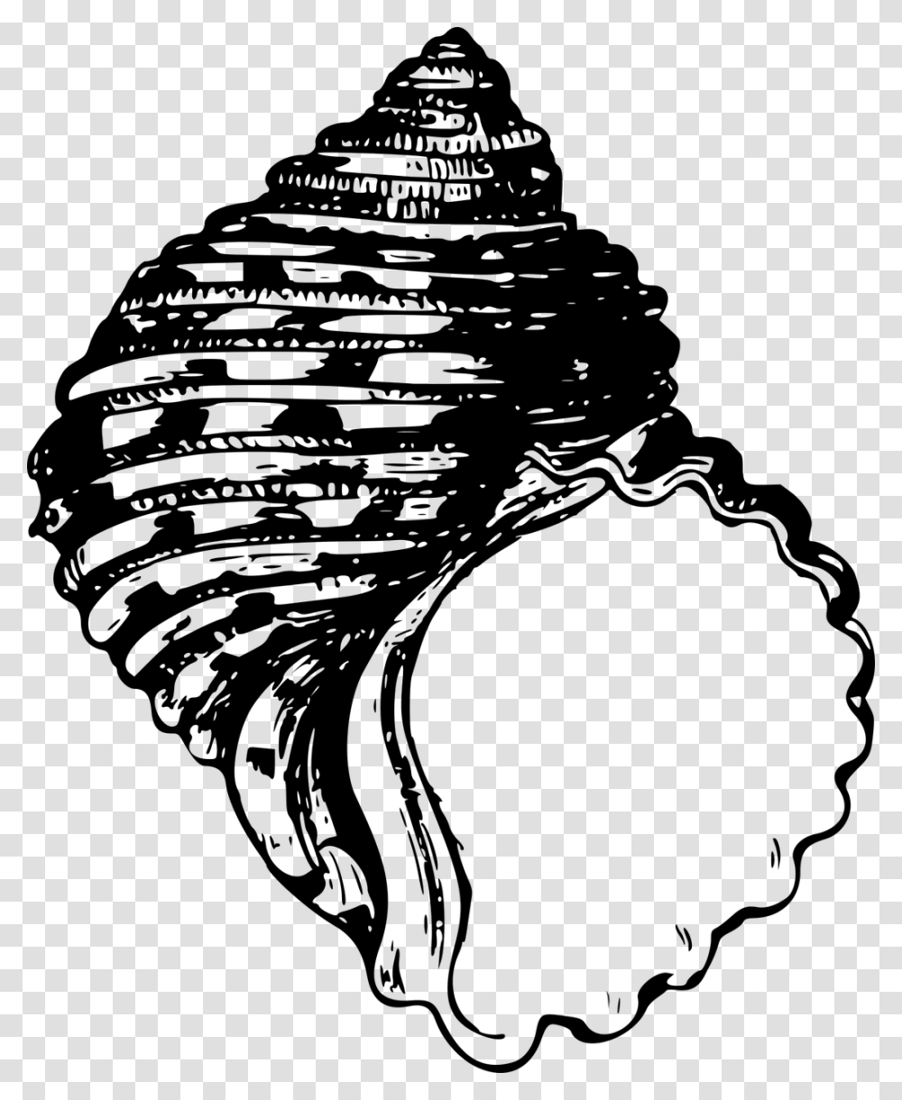 Shell Clipart Bivalve, Gray, World Of Warcraft Transparent Png