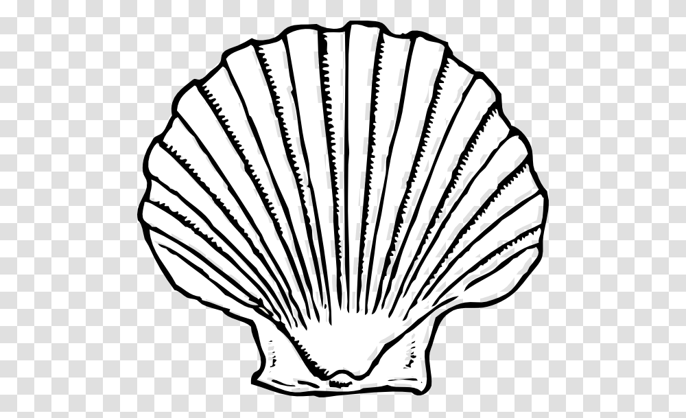 Shell Clipart Black And White, Clam, Seashell, Invertebrate, Sea Life Transparent Png