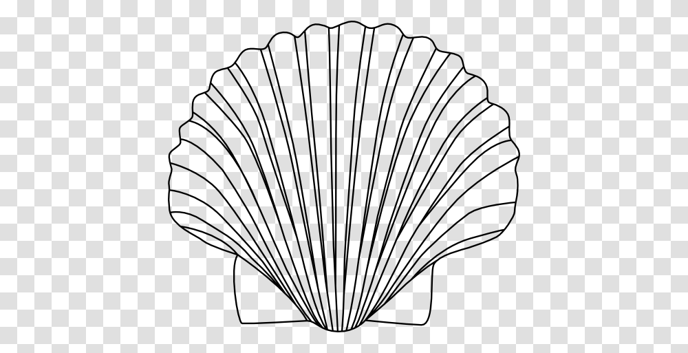 Shell Clipart, Clam, Seashell, Invertebrate, Sea Life Transparent Png
