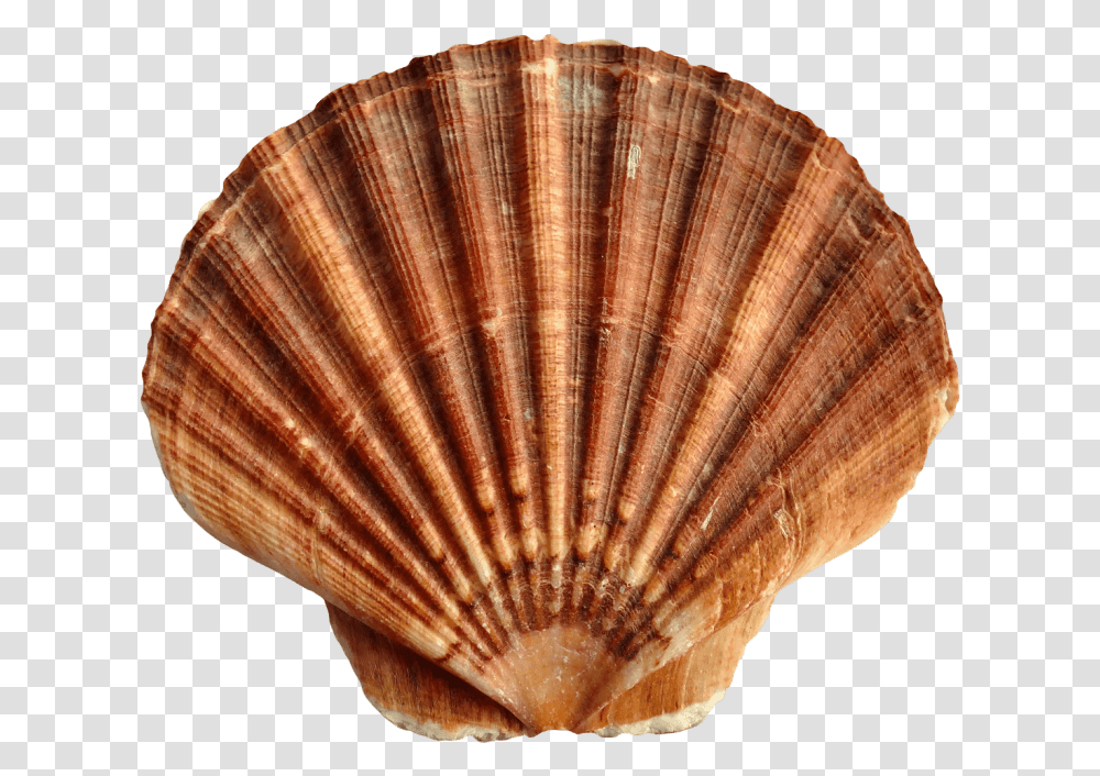 Shell Clipart Red Sea Background Seashells, Clam, Invertebrate, Sea Life, Animal Transparent Png