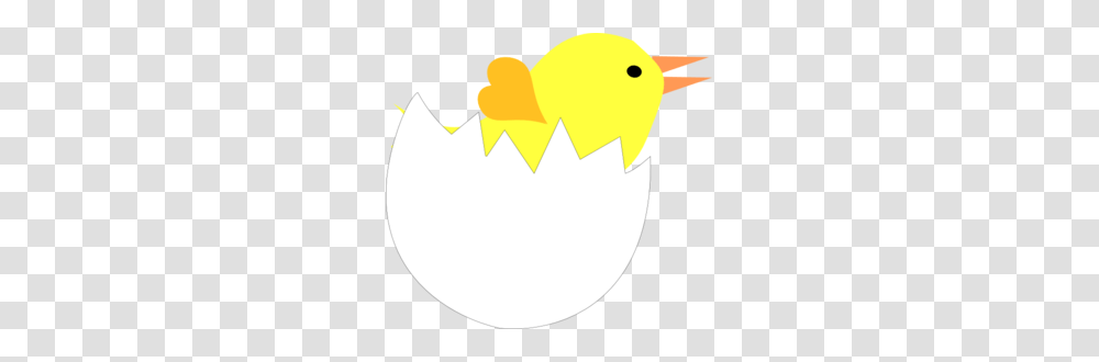 Shell Clipart Yellow, Bird, Animal, Egg, Food Transparent Png