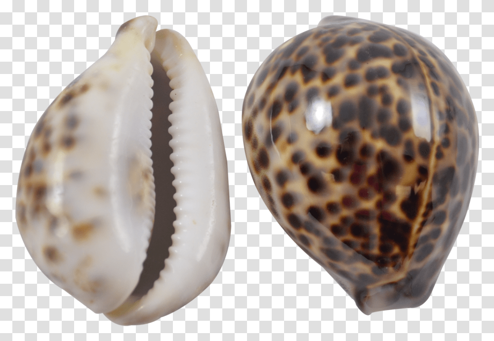 Shell Cowrie Tiger Cowrie Shell, Egg, Food, Sea Life, Animal Transparent Png
