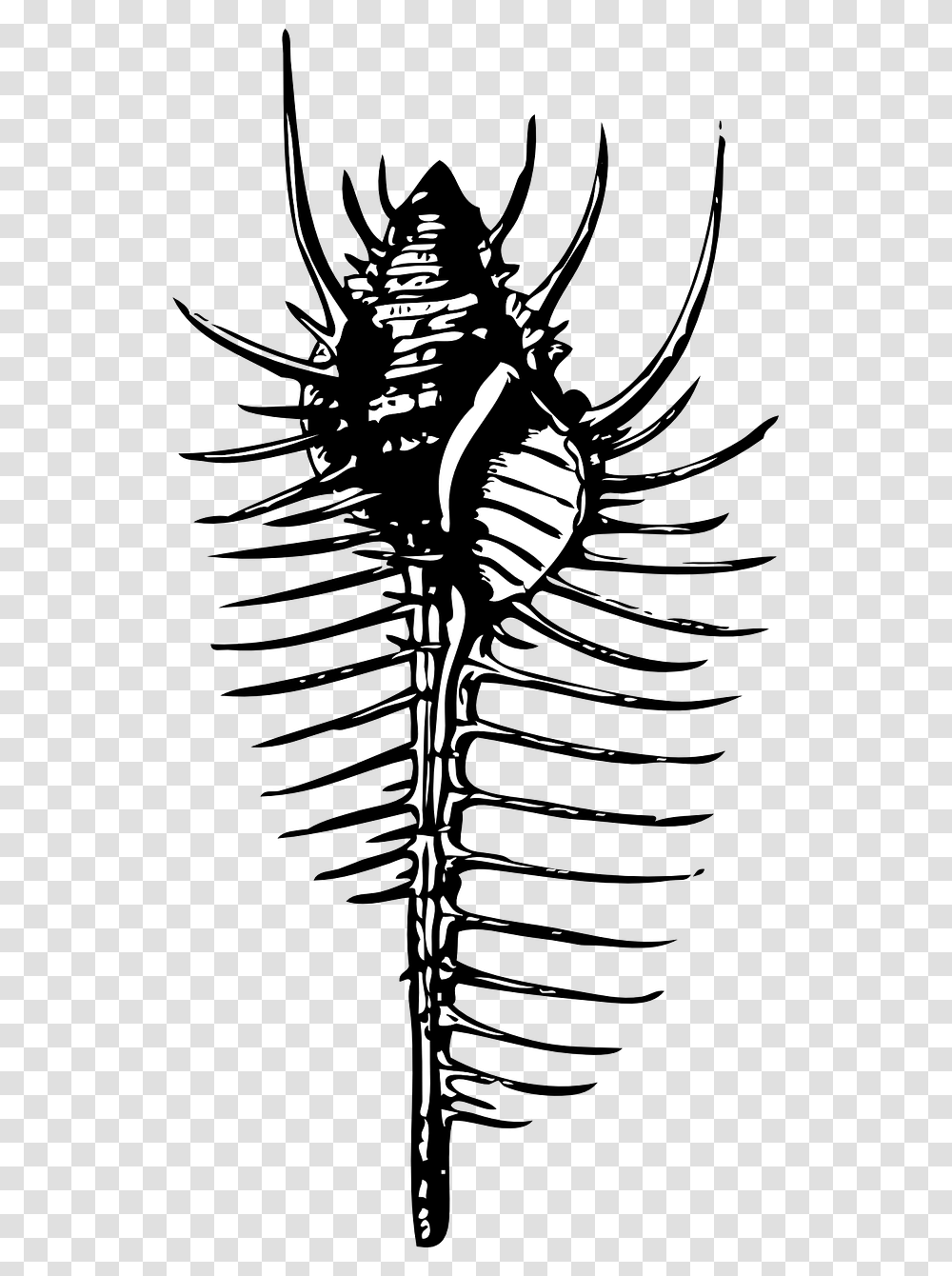 Shell Diagram Of Murex, Skeleton Transparent Png