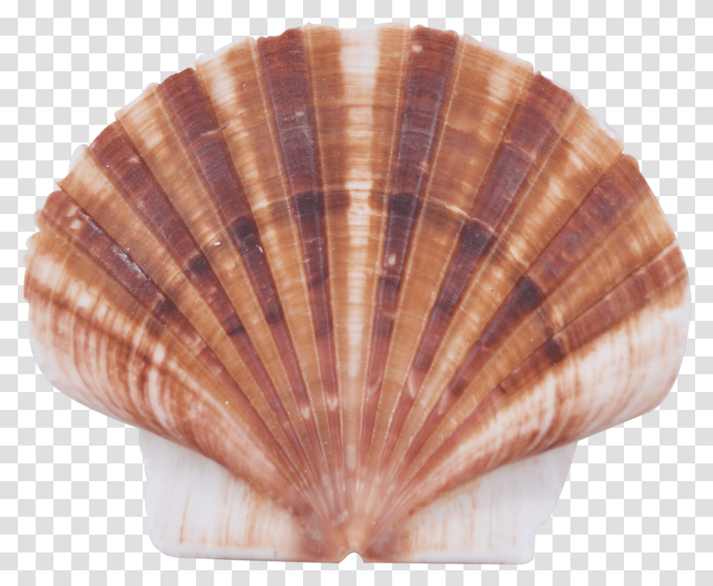 Shell Flat Mussel, Sea Life, Animal, Seashell, Invertebrate Transparent Png