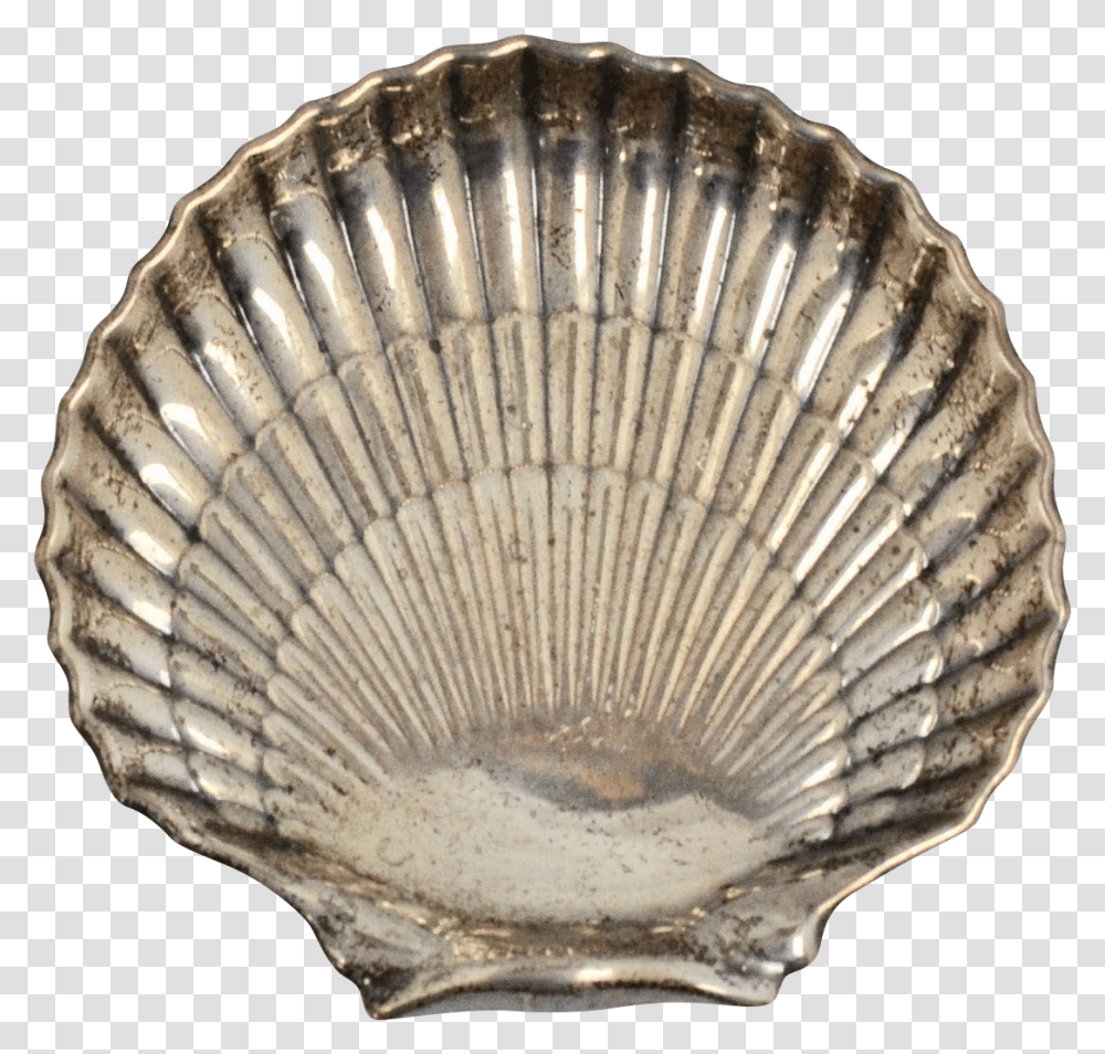 Shell, Fossil, Fungus, Clam, Seashell Transparent Png