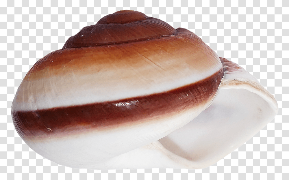 Shell, Invertebrate, Animal, Seashell, Sea Life Transparent Png