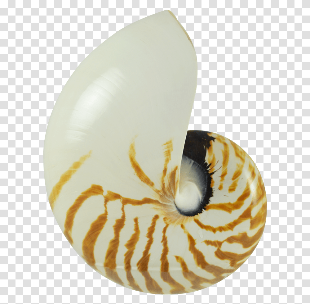 Shell Nautilus Shell, Clam, Seashell, Invertebrate, Sea Life Transparent Png