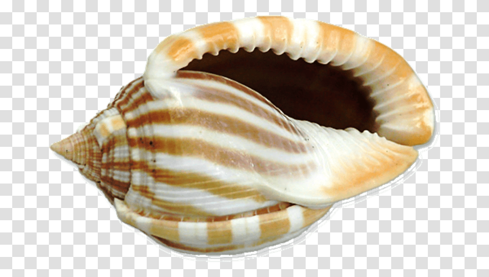 Shell Of Animals, Conch, Seashell, Invertebrate, Sea Life Transparent Png