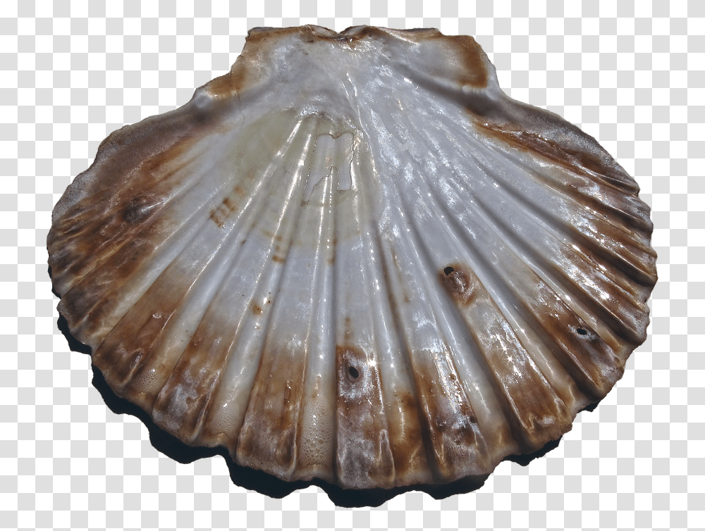Shell Scallop Pilgrim Shell Pecten Maximus Ornament Kerang, Clam, Seashell, Invertebrate, Sea Life Transparent Png