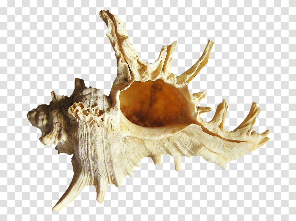 Shell Sea Beach Conch, Seashell, Invertebrate, Sea Life, Animal Transparent Png