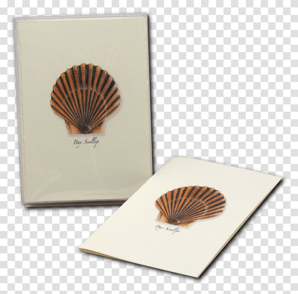 Shell, Sea Life, Animal, Clam, Seashell Transparent Png