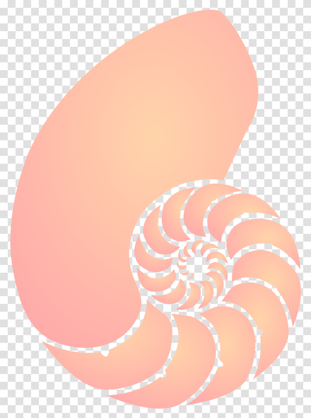 Shell Sea Orange Free Vector Graphic On Pixabay Clipart Background Seashells, Lamp, Animal, Sea Life, Invertebrate Transparent Png