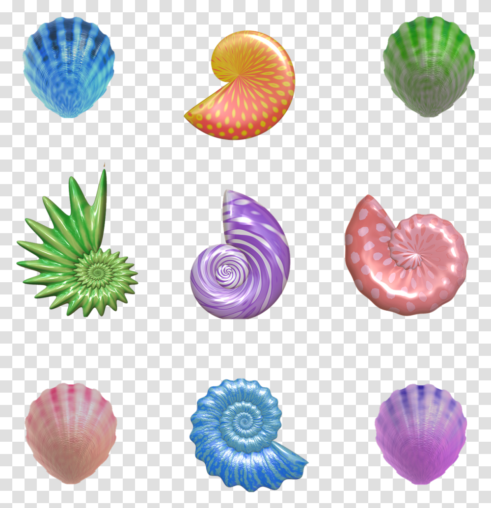Shell Seashell Nautilus Clam Barnacles Mollusk Seashell, Sea Life, Animal, Invertebrate, Spiral Transparent Png