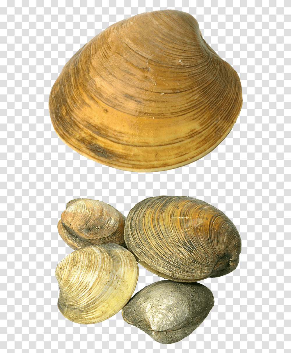 Shell Seashell Seashells, Clam, Invertebrate, Sea Life, Animal Transparent Png