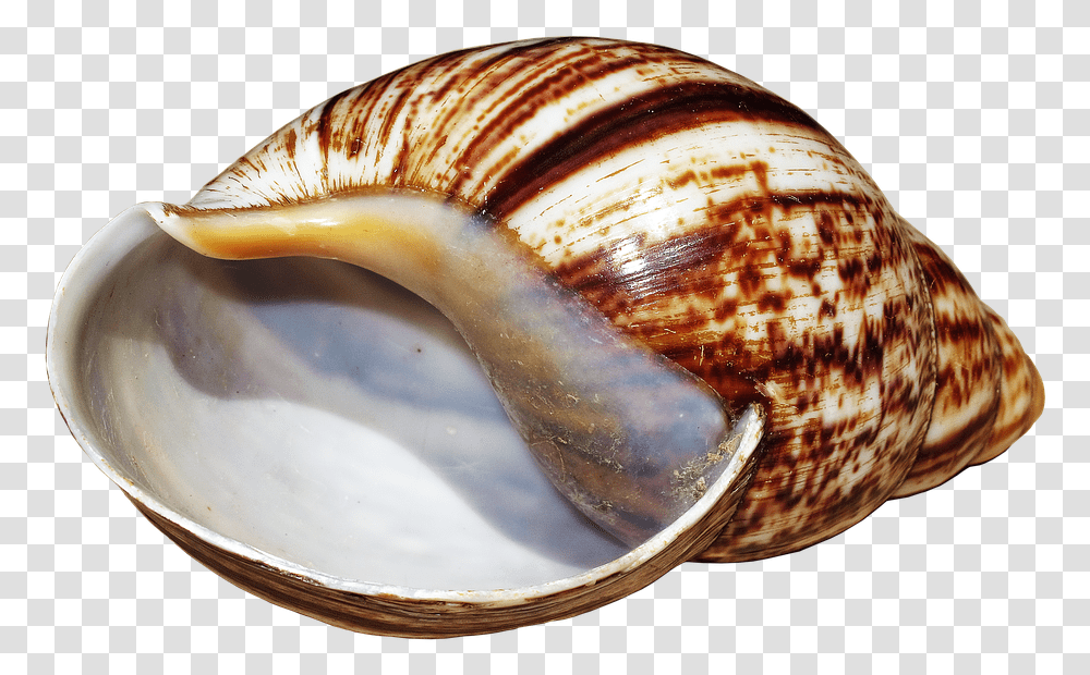 Shell Snail Achatina Fulica Casing Snail Shell Caracoles, Invertebrate, Animal, Sea Life, Seashell Transparent Png