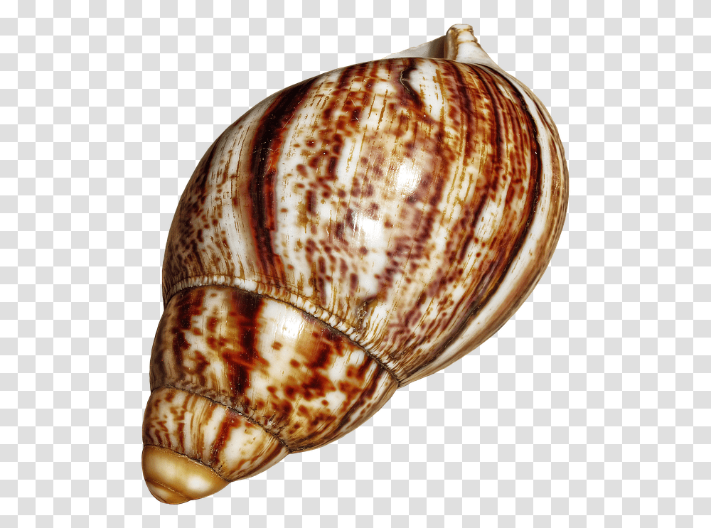 Shell Snail Achatina Fulica Casing Snail Shell Giant African Snail Shell, Invertebrate, Animal, Sea Life, Seashell Transparent Png