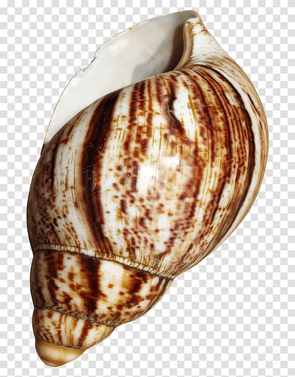 Shell Snail Achatina Fulica Free Photo Gastropod Shell, Sea Life, Animal, Conch, Seashell Transparent Png