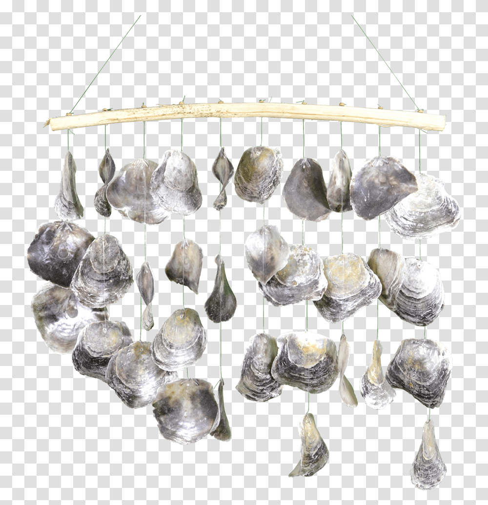 Shell Window Curtain, Sea Life, Animal, Invertebrate, Fungus Transparent Png