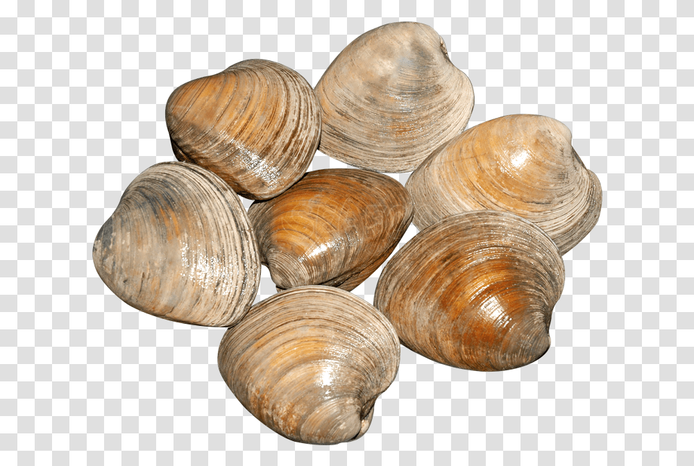 Shellfish 5 Image Clams Background, Seashell, Invertebrate, Sea Life, Animal Transparent Png