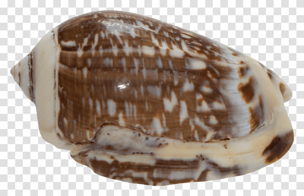 Shells, Bread, Food, Sea Life, Animal Transparent Png