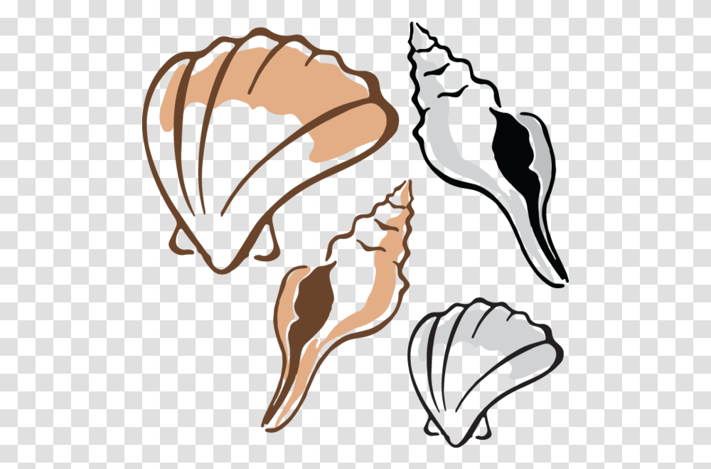 Shells, Claw, Hook, Animal, Skeleton Transparent Png