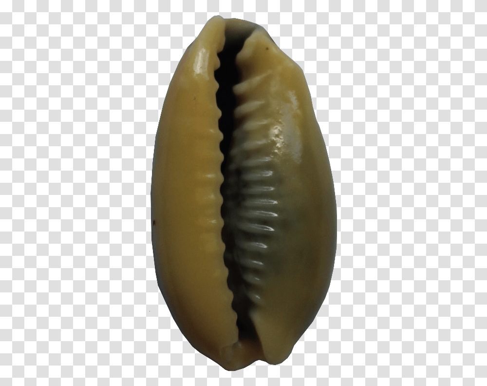 Shells, Plant, Fruit, Food, Invertebrate Transparent Png