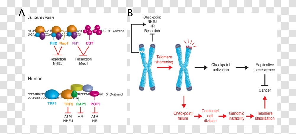 Shelterin Telomere Complexes, Apparel, Tie Transparent Png