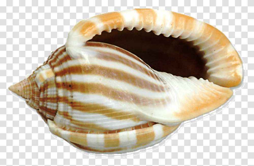 Sher Your Scraps Big Shell, Seashell, Invertebrate, Sea Life, Animal Transparent Png