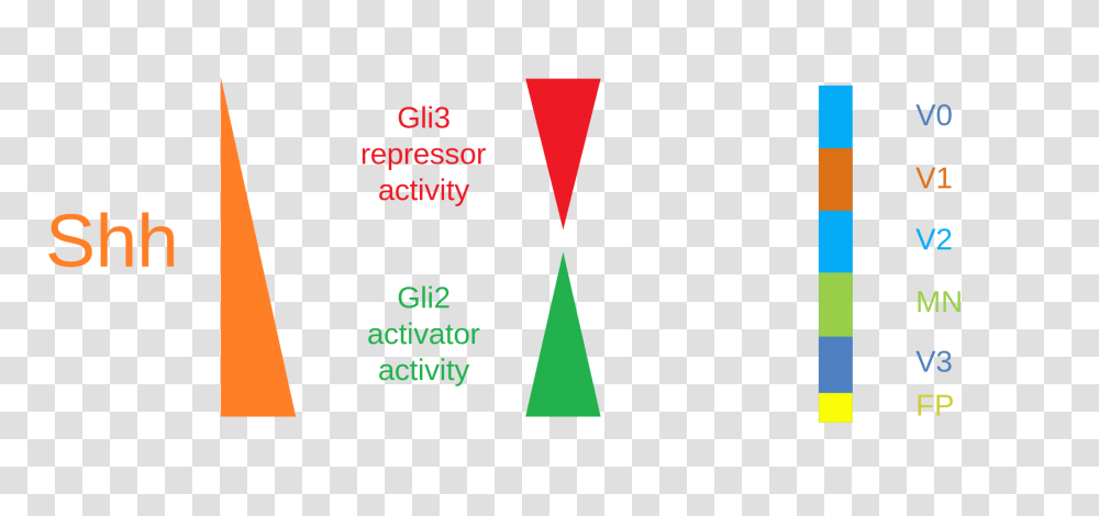 Shh And Gli Proteins Interactions, Triangle, Plot Transparent Png