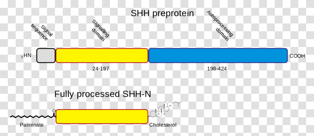 Shh Processing Diagram, Text, Pac Man, Word, Label Transparent Png