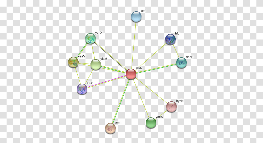 Shia Protein Circle, Network, Diagram, Building, Architecture Transparent Png