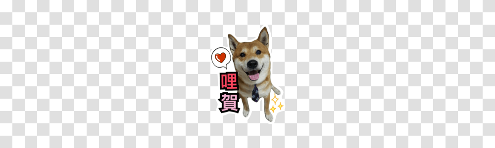 Shiba Dobby Line Stickers Line Store, Pet, Animal, Canine, Mammal Transparent Png