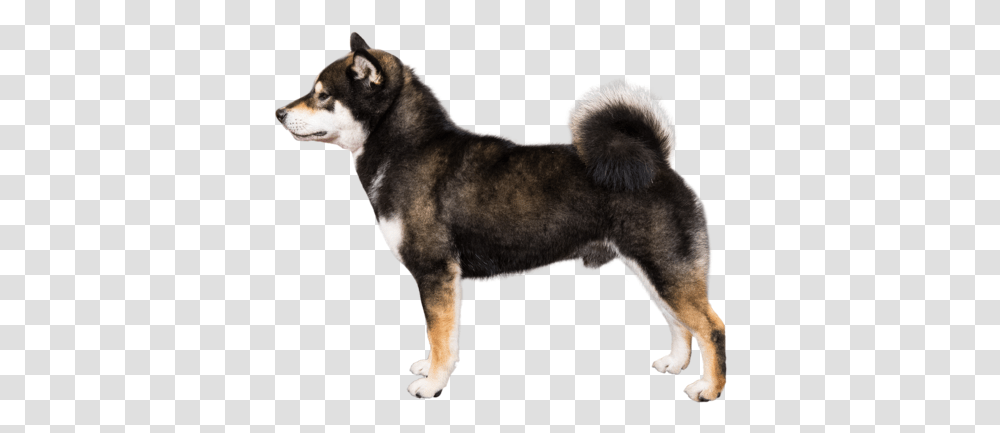 Shiba Inu Breed Course Shiba Inu Profile, Dog, Pet, Canine, Animal Transparent Png