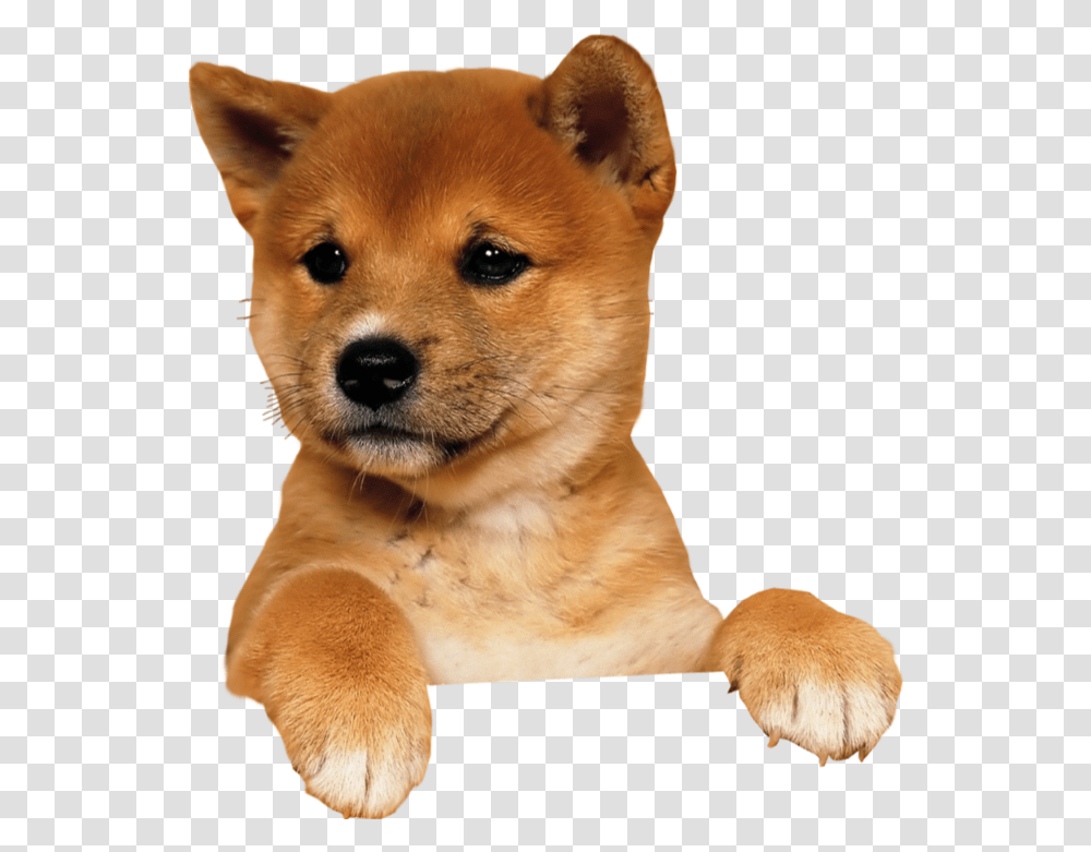 Shiba Inu Clipart, Puppy, Dog, Pet, Canine Transparent Png